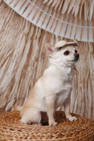 Панама Pet Fashion Gold для собак L 4823082446025 PR244602 фото