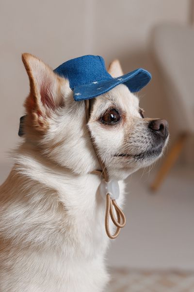 Панама Pet Fashion Stars для собак М 4823082446148 PR244614 фото