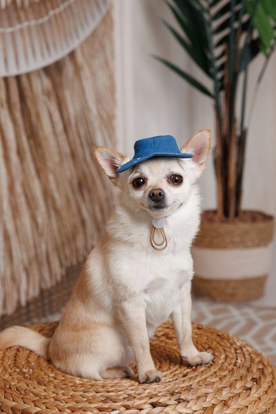 Панама Pet Fashion Stars для собак S 4823082446124 PR244612 фото