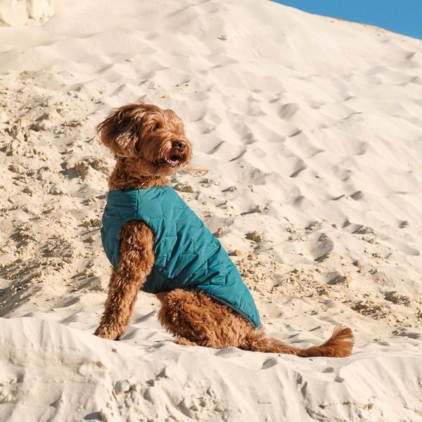 Жилет Pet Fashion E.Vest для собак морська хвиля L 4823082424177 4823082424177 фото