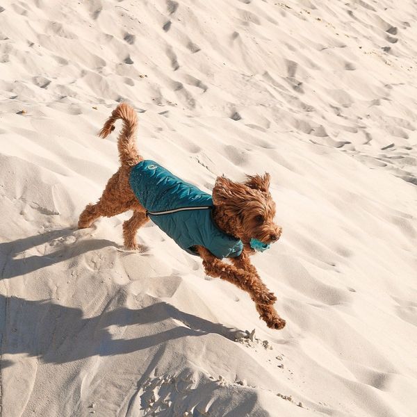 Жилет Pet Fashion E.Vest для собак морська хвиля М2 4823082424160 4823082424160 фото