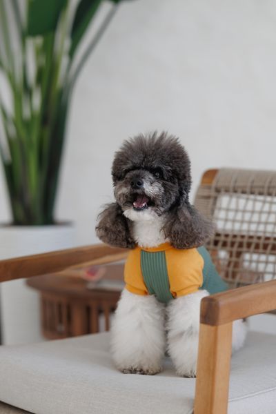 Футболка Pet Fashion Kent для собак S 4823082446155 PR244615 фото