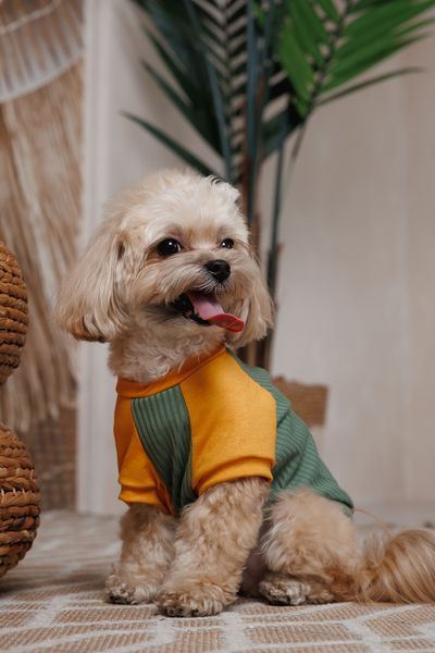 Футболка Pet Fashion Kent для собак S 4823082446155 PR244615 фото