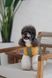 Футболка Pet Fashion Kent для собак S 4823082446155 PR244615 фото 6