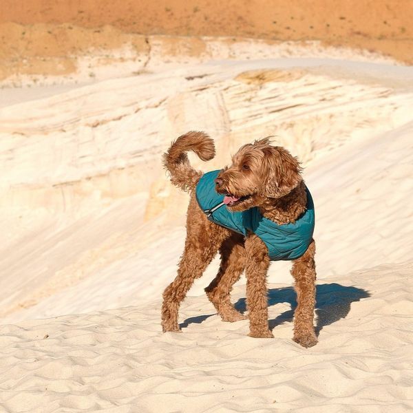 Жилет Pet Fashion E.Vest для собак морська хвиля М 4823082424153 4823082424153 фото