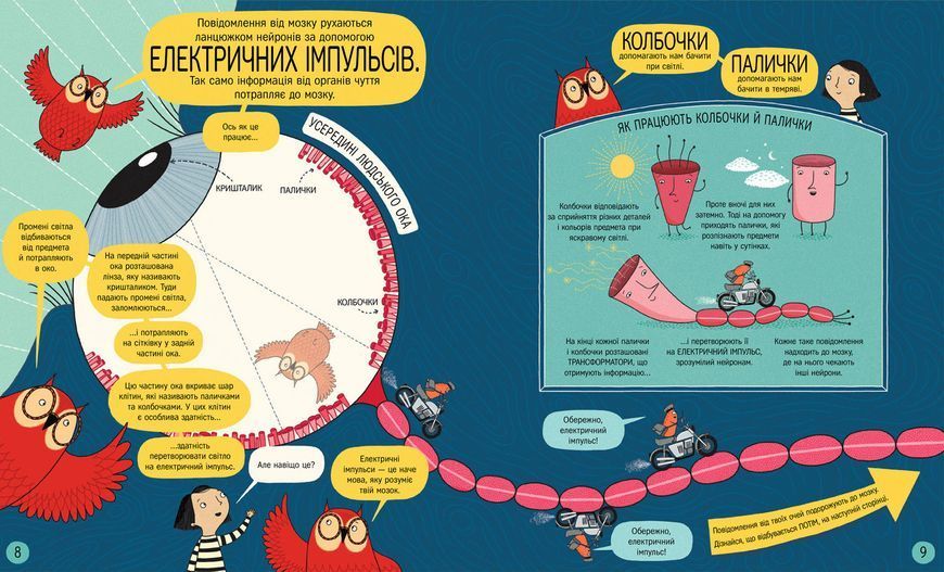Книжка про мозок і те, як він працює. ТВЕРДА ОБКЛАДИНКА! Автор др. Бетіна Іп 9786178012243 фото
