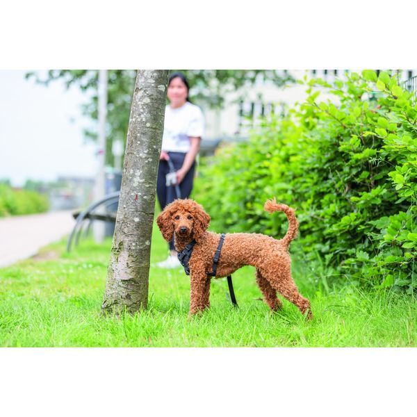 Шлея Trixie CityStyle H-harness для собак бавовна XS&ndash;S 30&ndash;44 см 10 мм чорна 4053032682580 4053032682580 фото