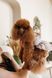 Сукня Pet Fashion Amelia для собак М 4823082446452 PR244645 фото 4
