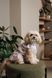 Сукня Pet Fashion Amelia для собак М 4823082446452 PR244645 фото 6