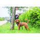 Шлея Trixie CityStyle H-harness для собак бавовна S&ndash;M 42&ndash;60 см 15 мм чорна 4053032683273 4053032683273 фото 3