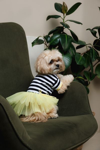 Сукня Pet Fashion Liana для собак М 4823082445974 PR244597 фото