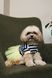 Сукня Pet Fashion Liana для собак М 4823082445974 PR244597 фото 3