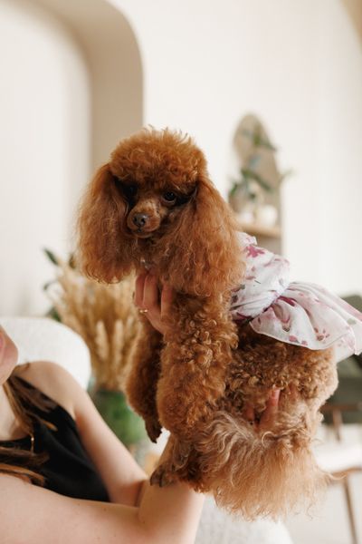 Сукня Pet Fashion Amelia для собак XS 4823082446421 PR244642 фото
