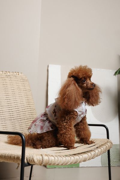 Сукня Pet Fashion Amelia для собак XS 4823082446421 PR244642 фото