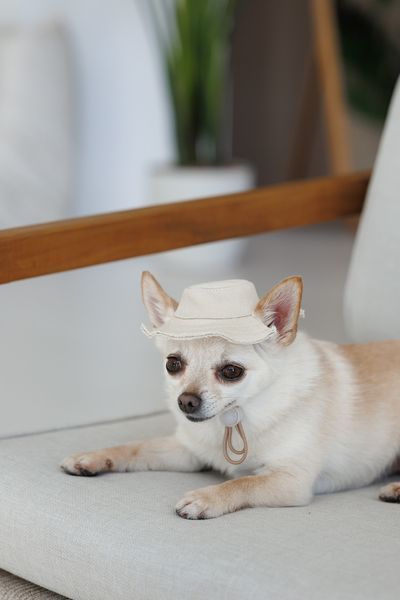 Панама Pet Fashion Gold для собак M 4823082446032 PR244603 фото