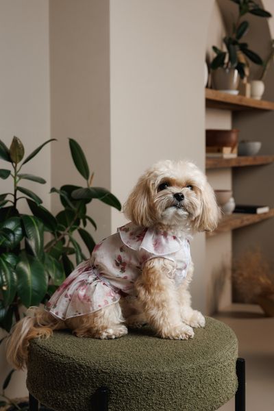 Сукня Pet Fashion Amelia для собак XXS 4823082446414 PR244641 фото