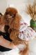 Сукня Pet Fashion Amelia для собак XXS 4823082446414 PR244641 фото 5