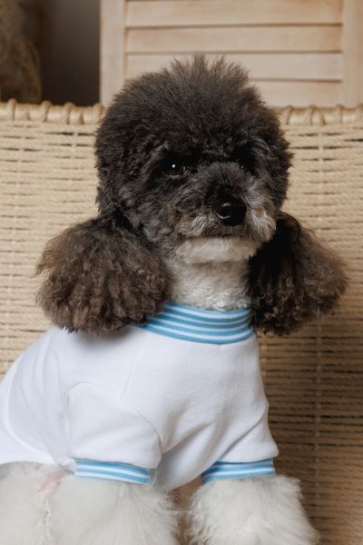 Футболка Pet Fashion Polo для собак М 4823082446407 PR244640 фото