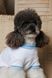 Футболка Pet Fashion Polo для собак М 4823082446407 PR244640 фото 4
