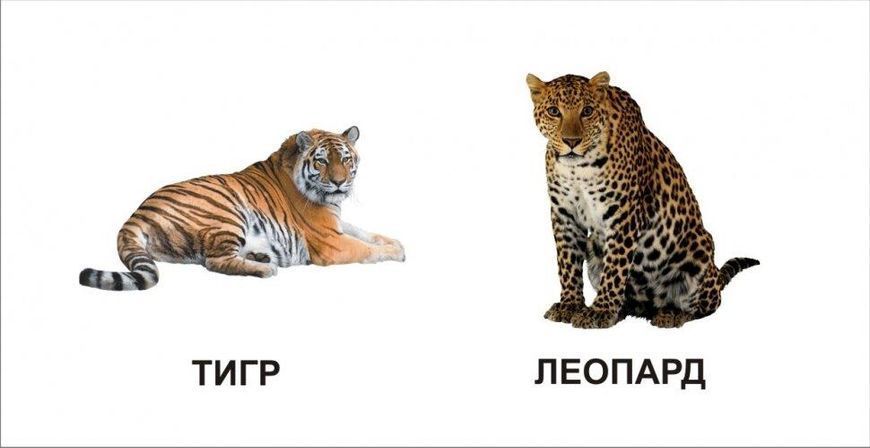 Книжка-картонка "Звірята" Талант Автор Лілія Гуменна 0+ 9786175911082 фото