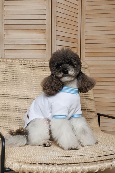 Футболка Pet Fashion Polo для собак XS2 4823082446384 PR244638 фото