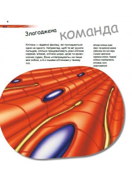 Генетика для дітей : Дивовижний світ клітин С1354002У 978-617-09-6989-7 Автор Патрік А. Боерле 9786170969897 фото
