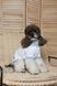 Футболка Pet Fashion Polo для собак XS2 4823082446384 PR244638 фото 5