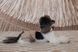 Шорти Pet Fashion Leo для собак М 4823082445653 PR244565 фото 5