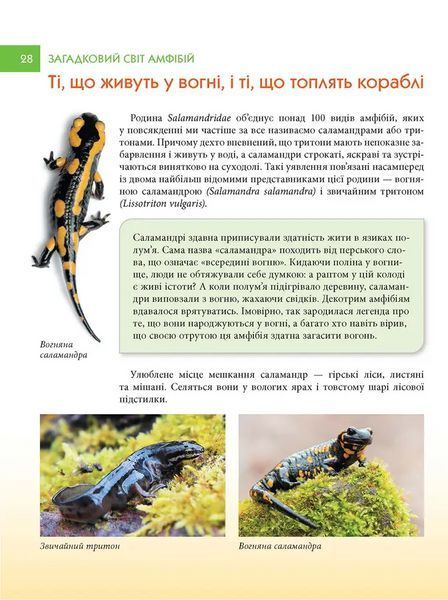 Книга Загадковий світ АМФІБІЙ 9789669892263 9789669892263 фото