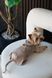 Шорти Pet Fashion Leo для собак S 4823082445660 PR244566 фото 8
