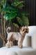 Шорти Pet Fashion Leo для собак S 4823082445660 PR244566 фото 6