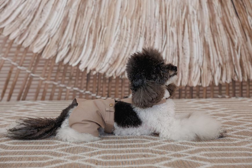 Шорти Pet Fashion Leo для собак S 4823082445660 PR244566 фото