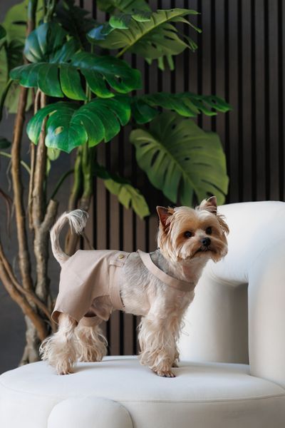 Шорти Pet Fashion Leo для собак XS2 4823082445721 PR244572 фото