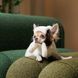 Шапка Pet Fashion Bubo для собак хакі S 4823082432271 4823082432271 фото 4
