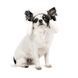 Шапка Pet Fashion Bubo для собак хакі S 4823082432271 4823082432271 фото 2