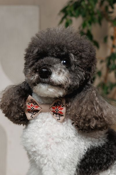 Аксесуар шийний Pet Fashion Ruta для собак XS-XS2 4823082446353 PR244635 фото
