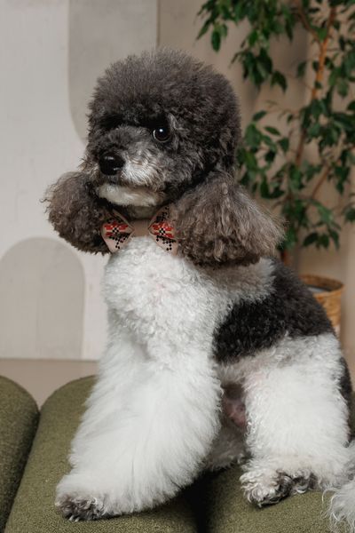 Аксесуар шийний Pet Fashion Ruta для собак XS-XS2 4823082446353 PR244635 фото