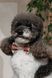 Аксесуар шийний Pet Fashion Ruta для собак XS-XS2 4823082446353 PR244635 фото 3