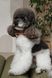 Аксесуар шийний Pet Fashion Ruta для собак XS-XS2 4823082446353 PR244635 фото 4