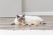 Іграшка Trixie для котів м'яч на паличці з пір'ям джут 20 см 4011905424316 42431 фото 6