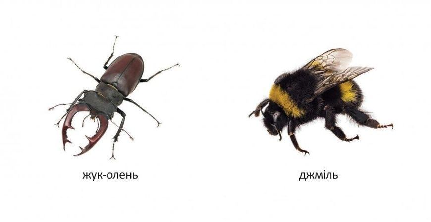 Книжка-картонка "Комахи" Талант Автор Лілія Гуменна 0+ 9789669352668 фото