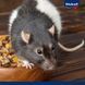Корм Vitakraft Premium Menu Vital для декоративних гризунів та щурів 1000 г 4008239256577 4008239256577 фото 6