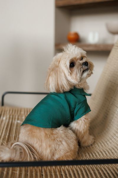 Сорочка Pet Fashion Seaman для собак S 4823082446278 PR244627 фото