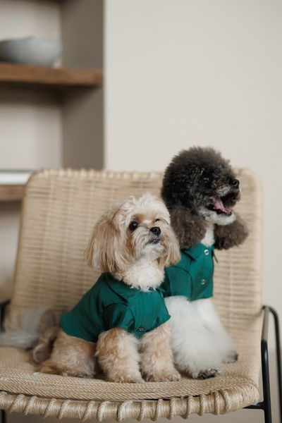 Сорочка Pet Fashion Seaman для собак S 4823082446278 PR244627 фото