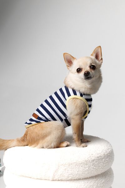 Майка Pet Fashion Tropic для собак М 4823082445714 PR244571 фото