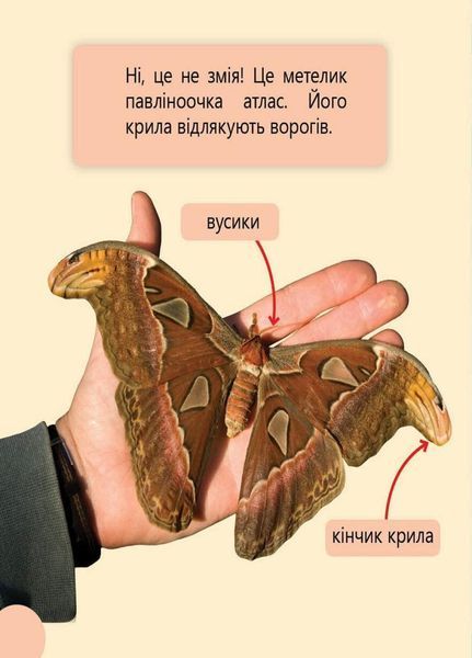 Книга Перше читання Non Fiction : Фантастичні рослини і не тільки&hellip; Рівень 3 С850003У 9786170940322 288588 фото