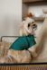 Сорочка Pet Fashion Seaman для собак S 4823082446278 PR244627 фото 4