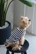 Майка Pet Fashion Tropic для собак М 4823082445714 PR244571 фото 4