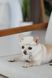 Панама Pet Fashion Gold для собак S 4823082446049 PR244604 фото 4