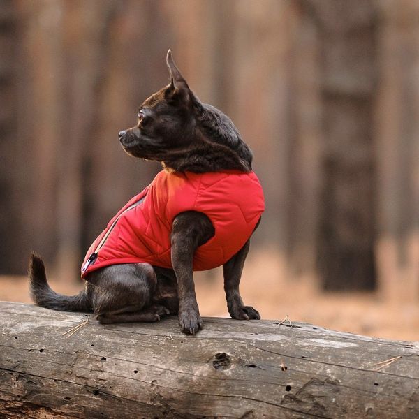 Жилет Pet Fashion E.Vest для собак червоний М2 4823082424481 4823082424481 фото